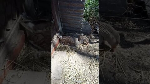 My Goose Freckles all grown up sitting on eggs