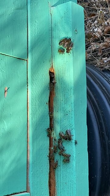 Drones are being evicted, dirth period, Texas hibernation.