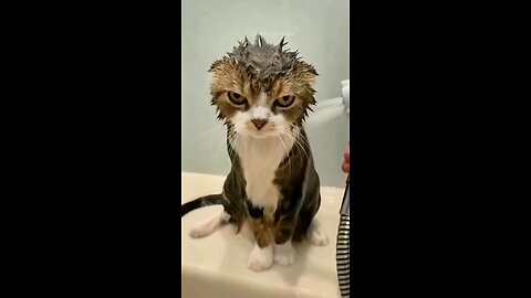 Cute Cat Short🥰🥹