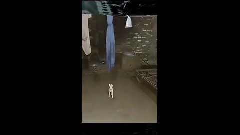 1000 IQ cat