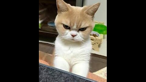 The ULTIMATE Cat and Dog Videos! | FUNNIEST Pets