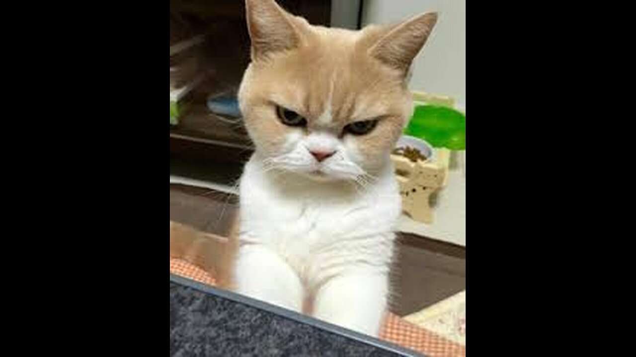 The ULTIMATE Cat and Dog Videos! | FUNNIEST Pets