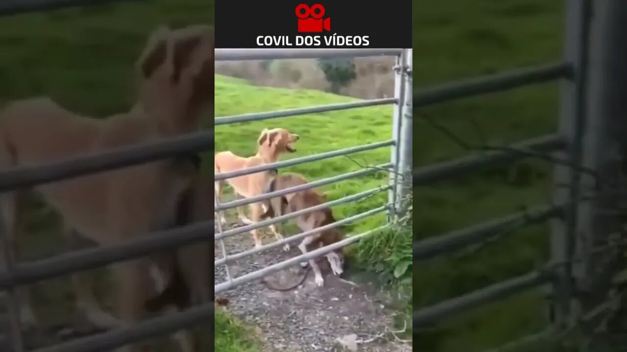 cachorro pulando a cerca