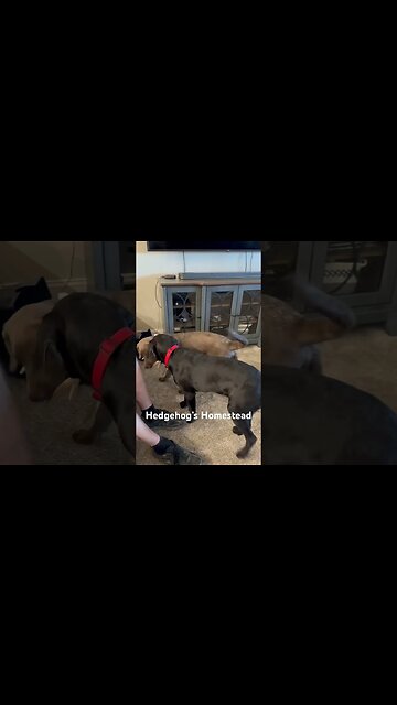 What kind of creature is it?