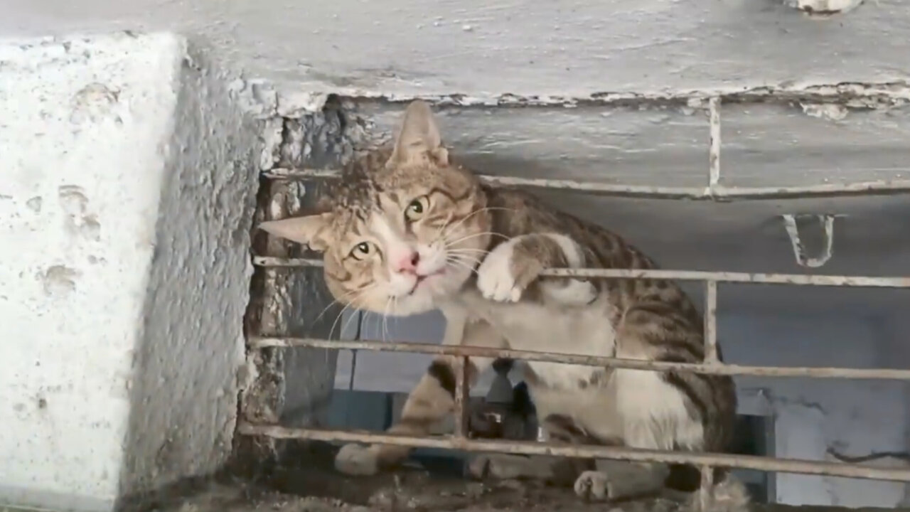 The Cat's Head trapped in Metal Shop Window