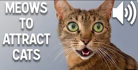 Sounds that attract cats - Meow to make cats come to you
