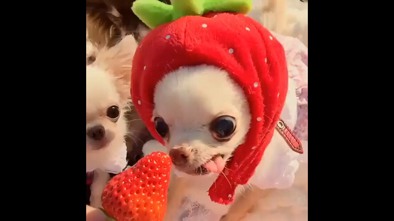 Dog trying to eat Strawberry!!