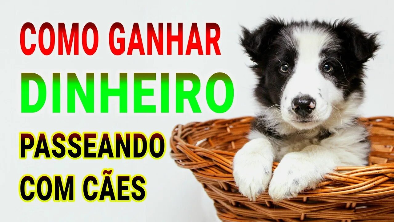 COMO GANHAR DINHEIRO PASSEANDO COM CÃES | 04 Dicas para você se tornar um Dog Walker