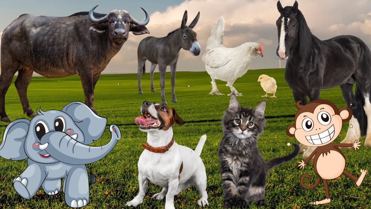 Farm Animals playing- sheep, horse, goat, rabbit, camel, cow, cat, duck, chicken, donkey, pig, part1