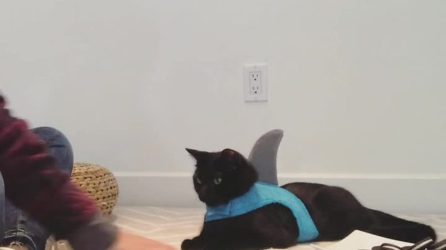 Cat defends plate full of Oreo's from human