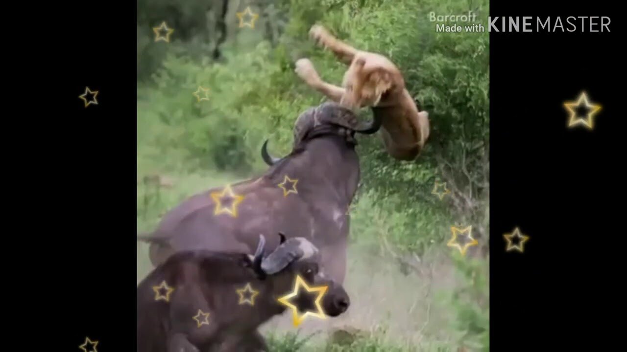 Most viral videos wild animals hunting 2019