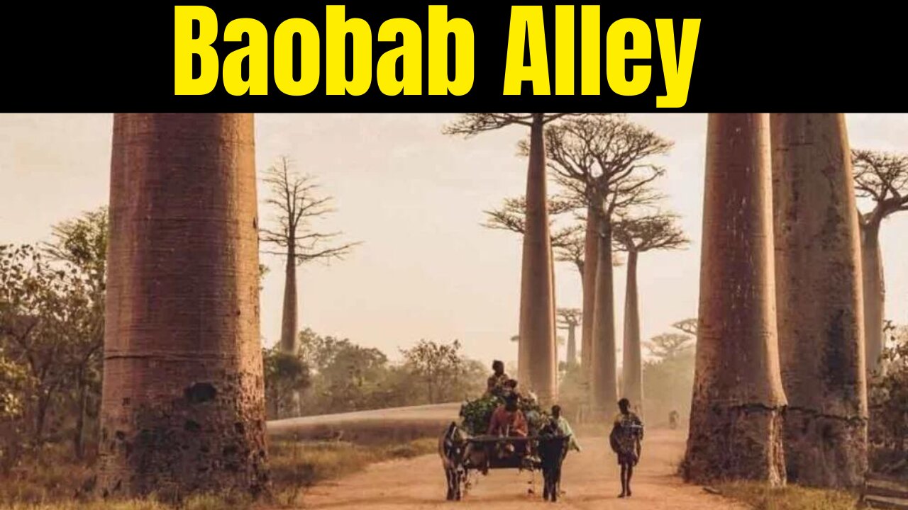 Baobob Alley