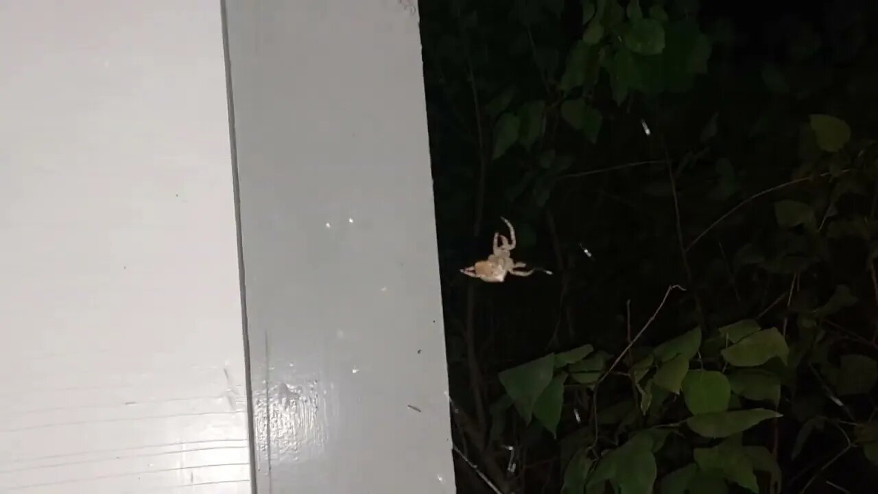 Big Fella