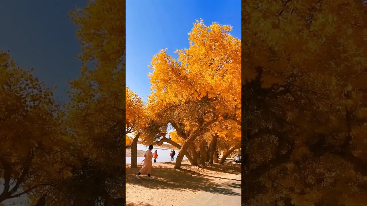 Autumn is Awesome #kamalkavlog #viral #trending #shorts #shortvideo #short