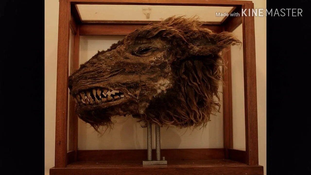 CRYPTID CORNER...DOGMAN DOWN
