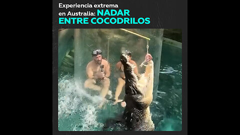 Amantes de lo extremo nadan en piscina de cocodrilos en esta experiencia viral australiana