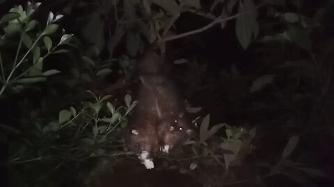 A couple of Possums, just hanging around, 24th February 2021