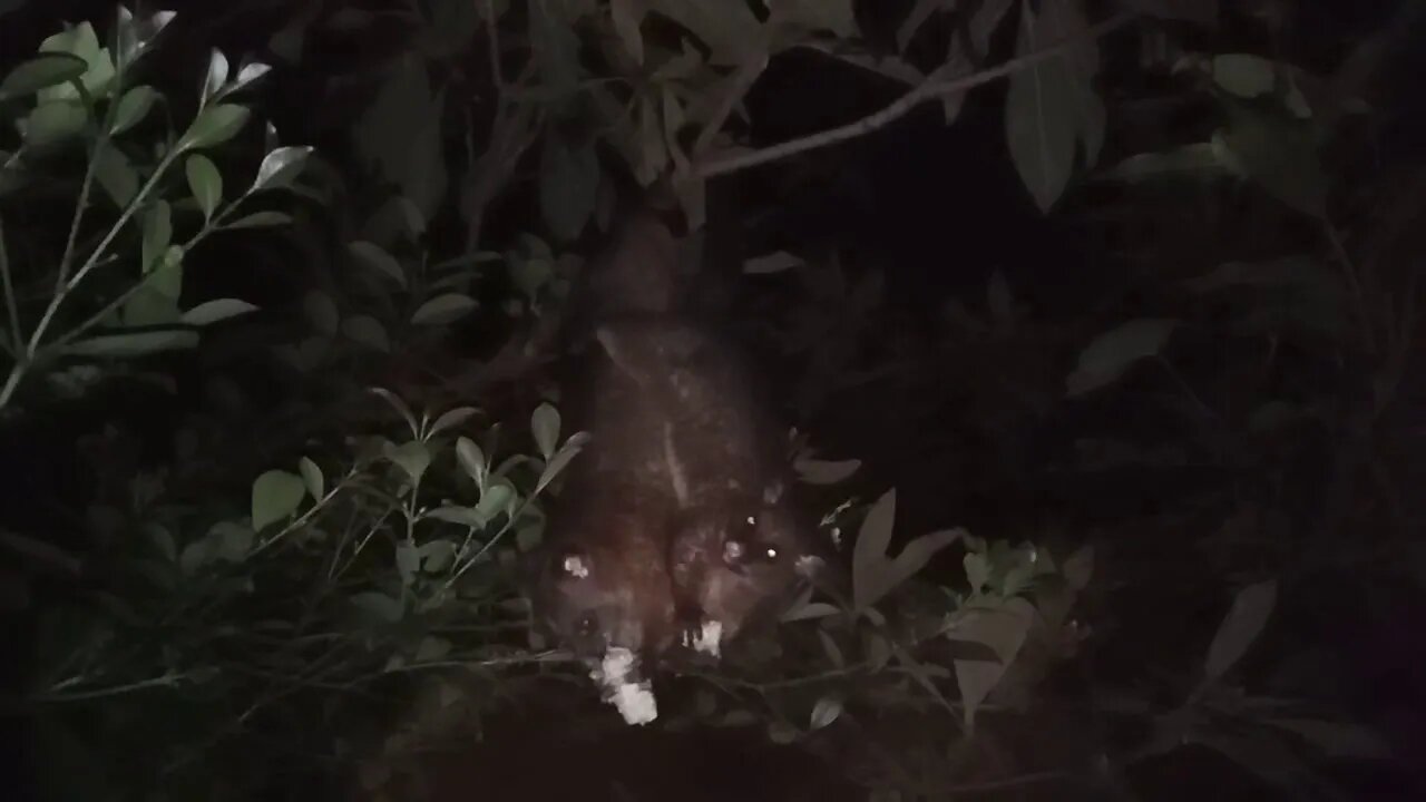 A couple of Possums, just hanging around, 24th February 2021