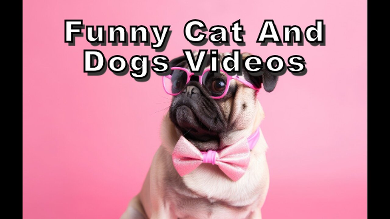 Funny cat and dogs videos