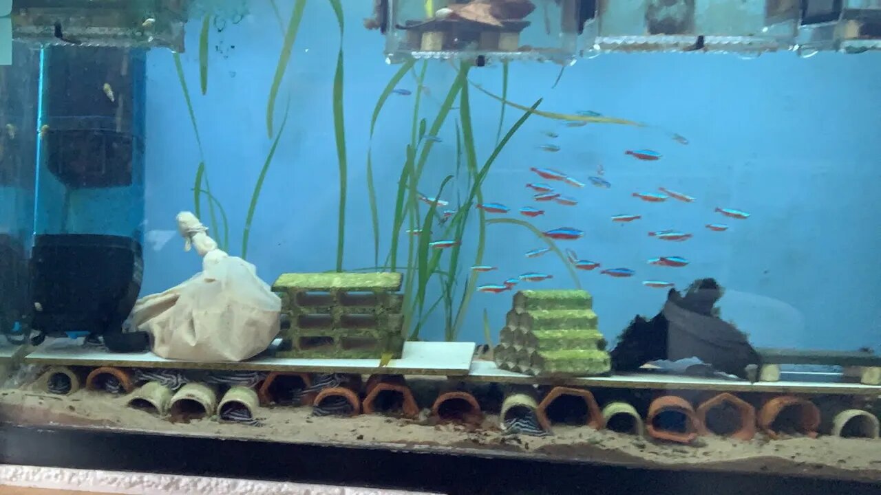 More unboxings and Sunday Fun in the Fish Room!