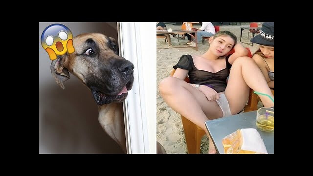 Best Funny Animal Videos 2022 - Funniest Cats And Dogs Video