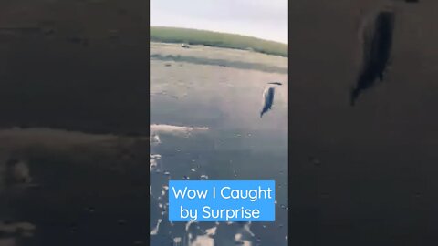 Wow I Caught by Big Surprise!!!