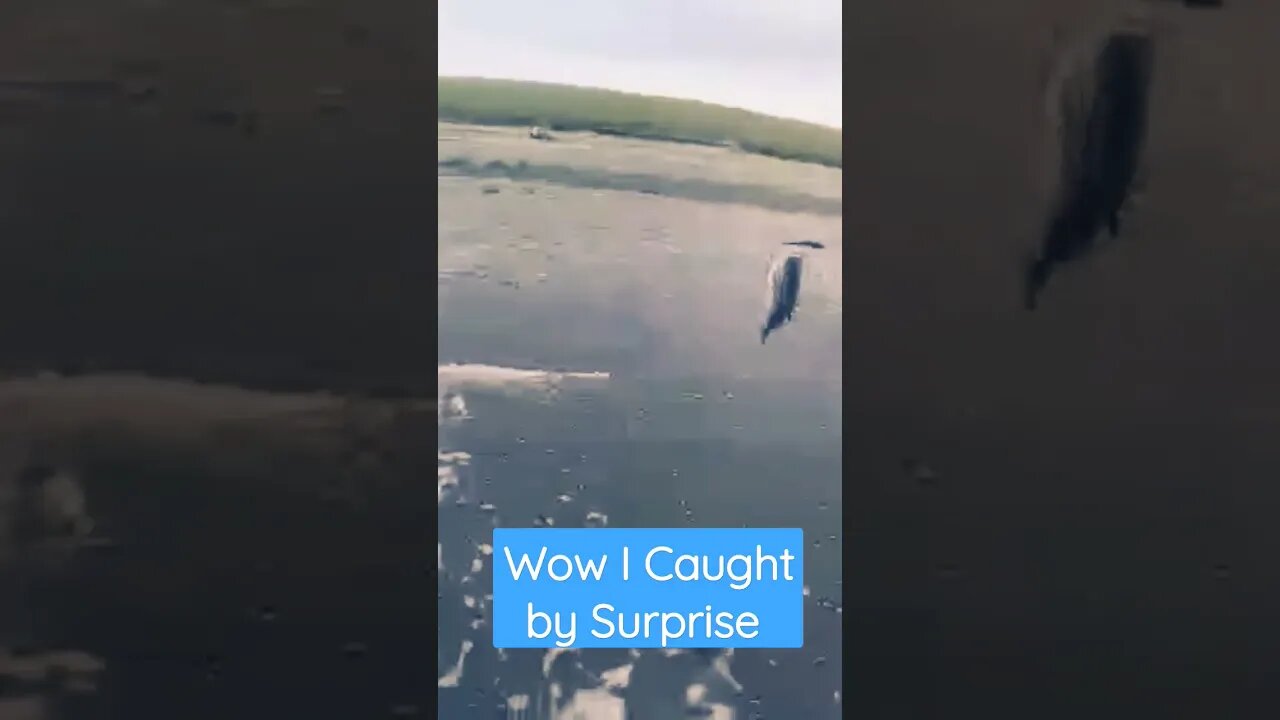 Wow I Caught by Big Surprise!!!