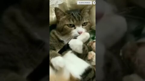 cute cat videos 😹 funny videos 😂 💟