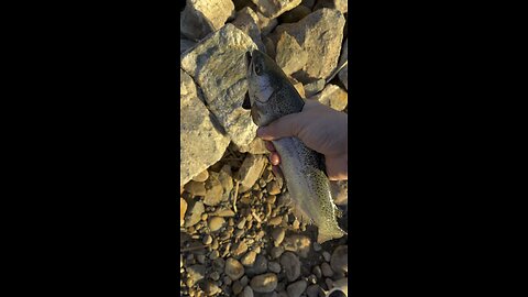 Tout fishing San Diego