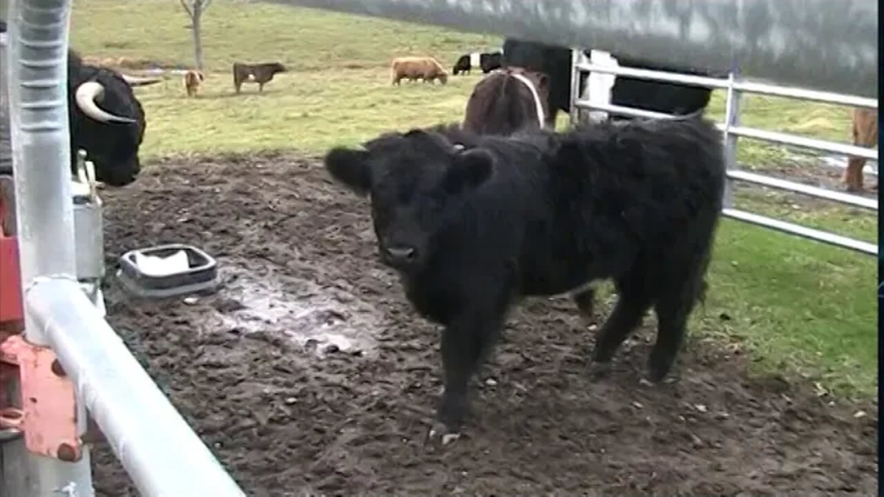 Roosevelt the little Hybrid Bully Boy - Checking on The Herd by Front Porch gates due to DOG Barking