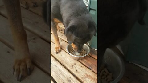 Rottweiler Eating ASMR 💖 #rottweiler #shorts