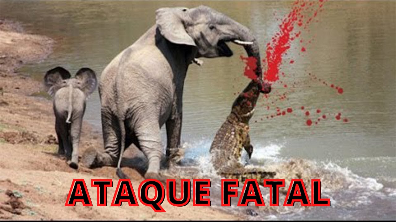 alligator attacks elephant