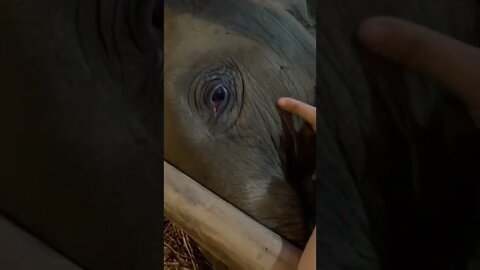 Elephant is sick, a heart-warming scene occurs