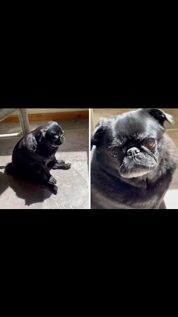 Pup finds perfect spot to chill in the sun