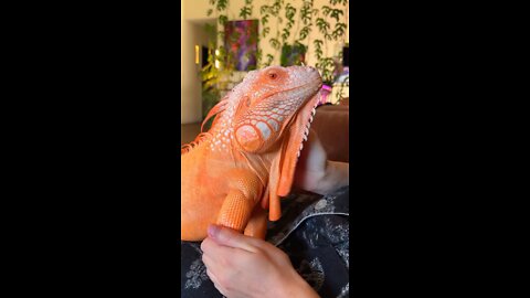 Lizard