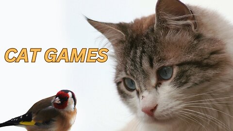 Cat Games : A Video for Cats to Watch Birds