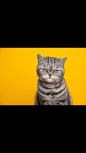 Angry cat funny comedy 😂