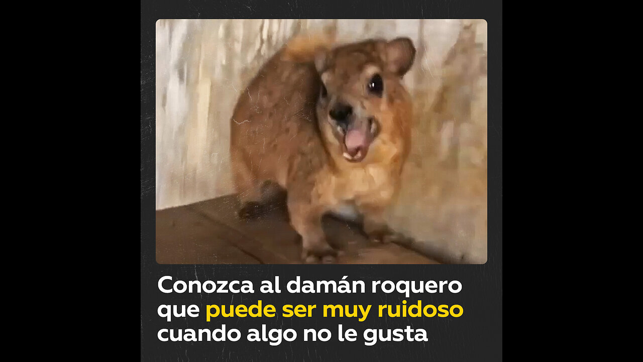 Si este animal está descontento, todo el mundo lo oirá