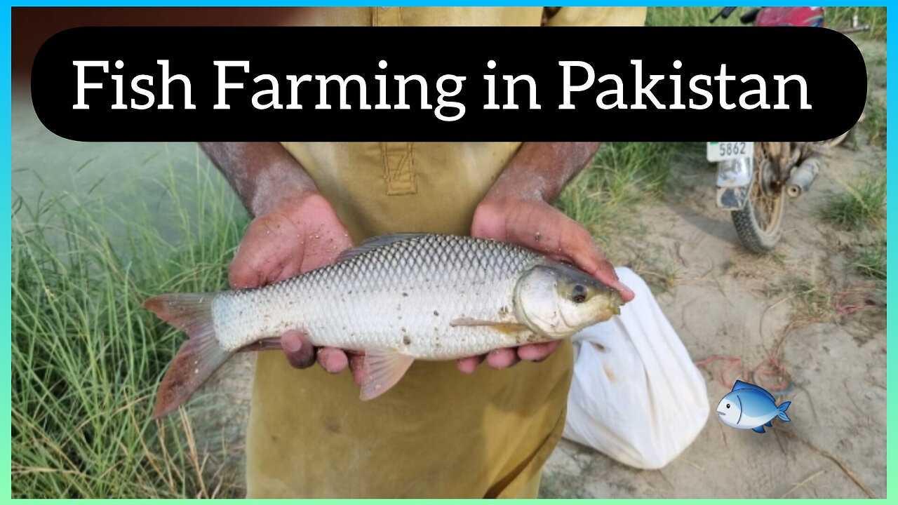 Fish Farming in Pakistan (Talha Fishfarm)