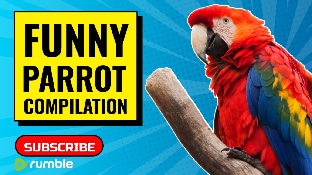 Laughing Out Loud: Hilarious Parrots That Will Crack You Up!"