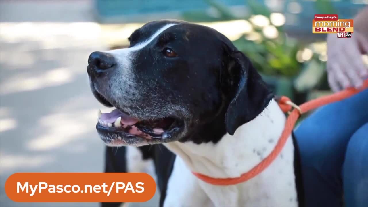 Pet Patrol | Morning Blend