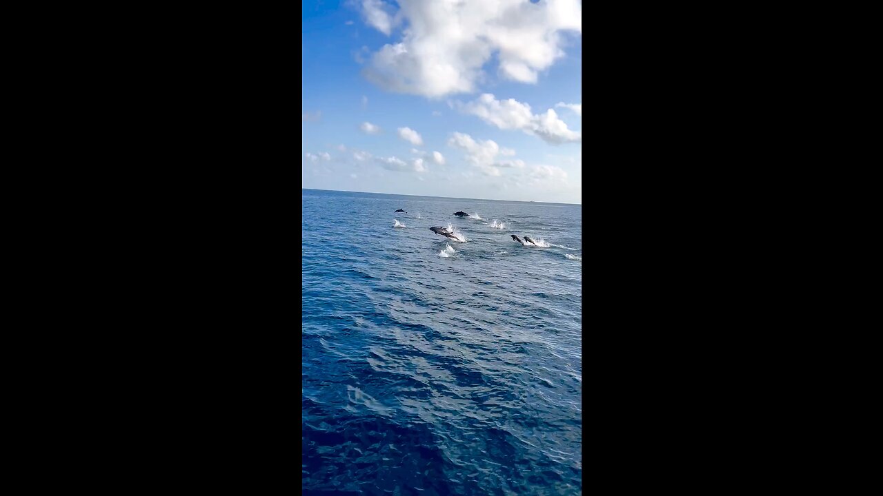 Dolphins in the Maldives