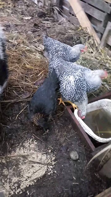 Boar-Man & Bears' Breakfast Guests