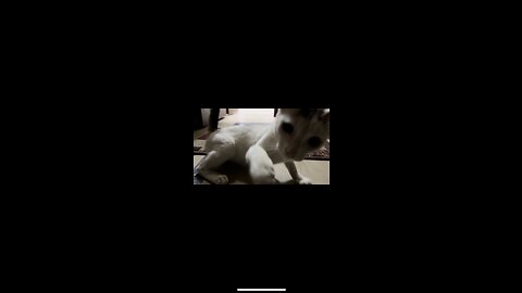 Cute cat playing