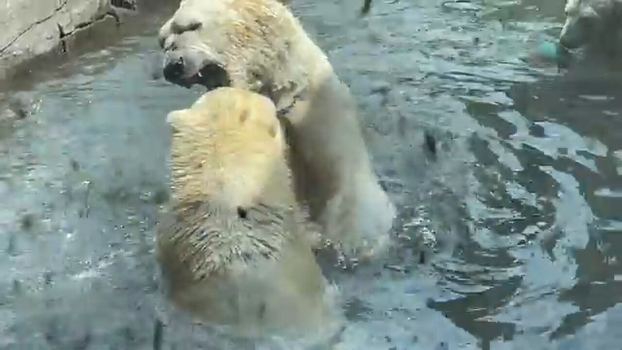 Polar bears fighting!