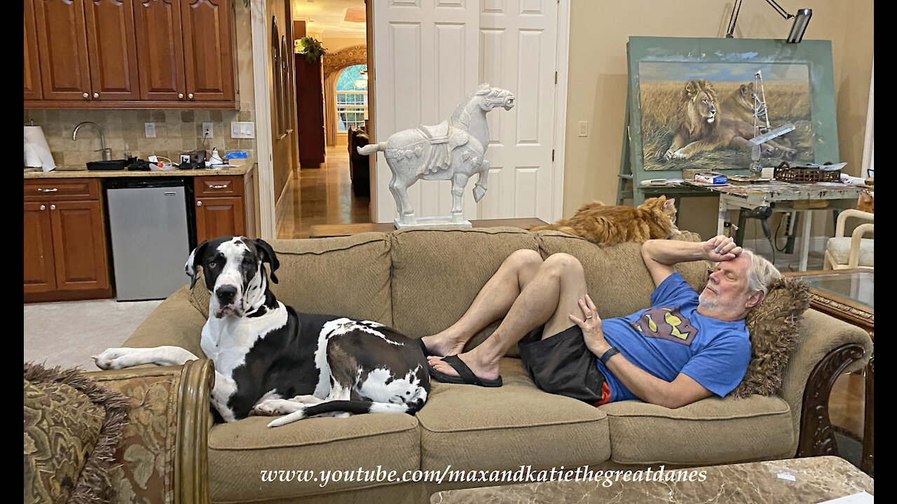 Napping With A Great Dane And A Cat Requires A Larger Sofa