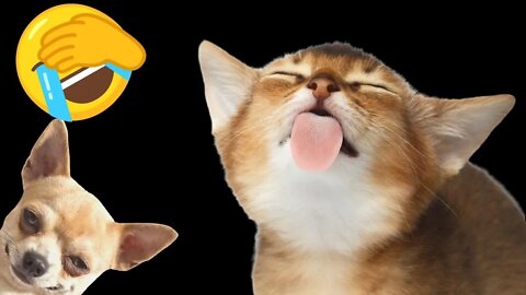 Best Funniest Pet Videos - Best Funny Animal Videos - Funny Cats and Dogs - Compilation! #28