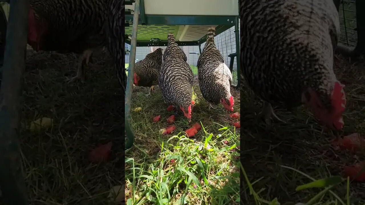 🐔🌽 🐔 Treat Time! 🐔🌽🐔