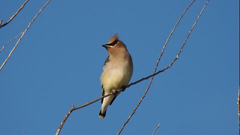 Cedar Waxwing