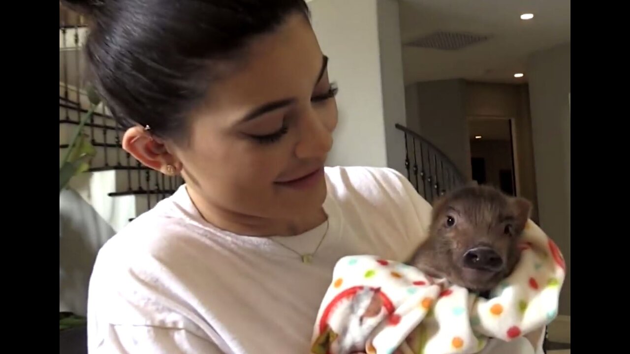 Kylie Jenner pig pet!!!!!